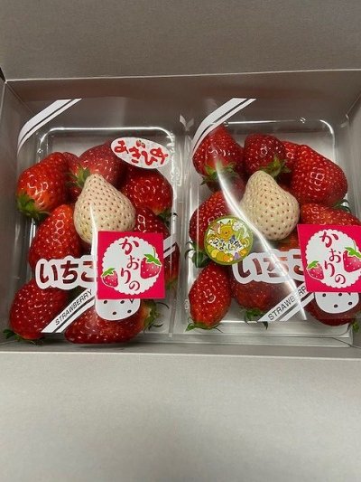 春だから | 社長ブログ