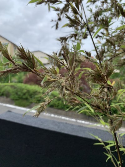 竹の花! | 未分類