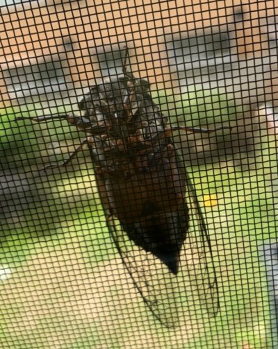 暑い日になりそうです。 | 裏方(本社スタッフ)ブログ