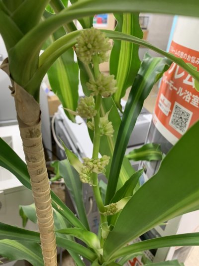 幸運の花 | 裏方(本社スタッフ)ブログ