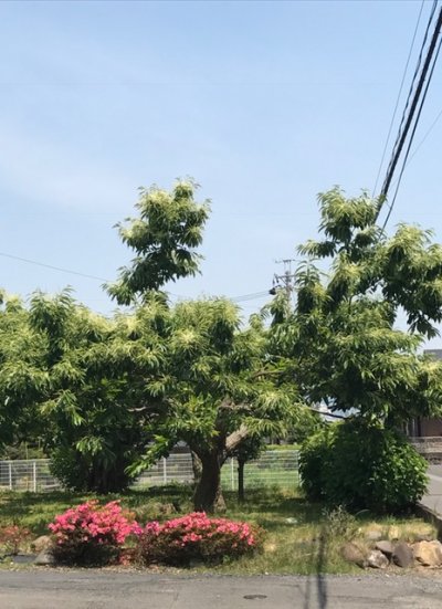 この香りが好きなんです！ | 裏方(本社スタッフ)ブログ