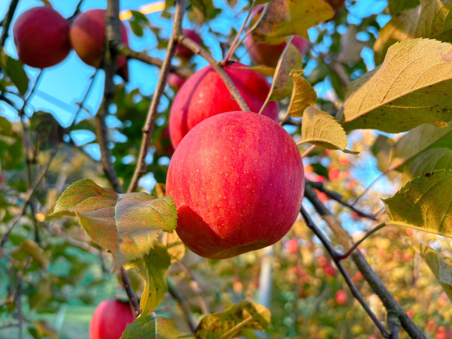 安全協力会　研修旅行【三和観光農園さんにてりんご狩り】 | 建築部ブログ